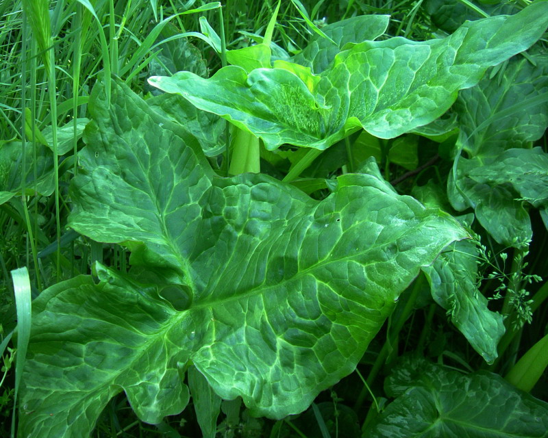 Arum italicum - Gigaro italico